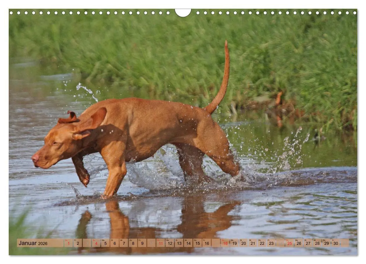 Bild: 9783516188011 | Magyar Vizsla - Vielseitiger Jagdhund mit Familienanschluss...