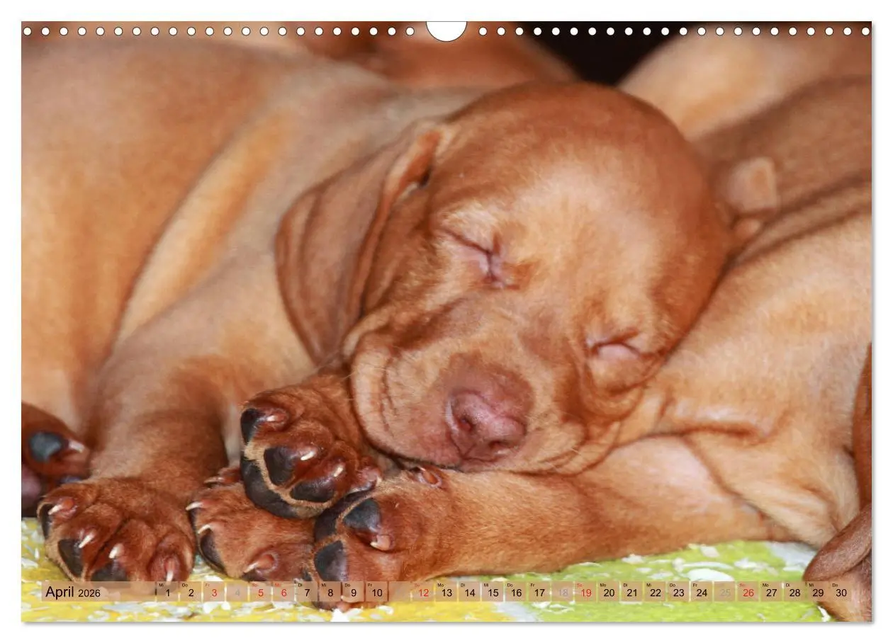 Bild: 9783516188011 | Magyar Vizsla - Vielseitiger Jagdhund mit Familienanschluss...