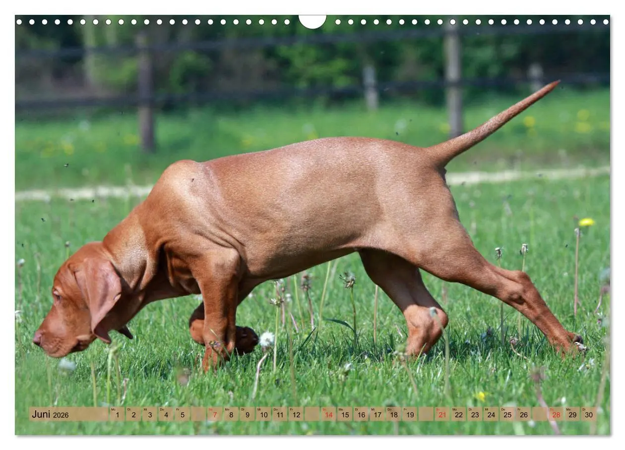 Bild: 9783516188011 | Magyar Vizsla - Vielseitiger Jagdhund mit Familienanschluss...