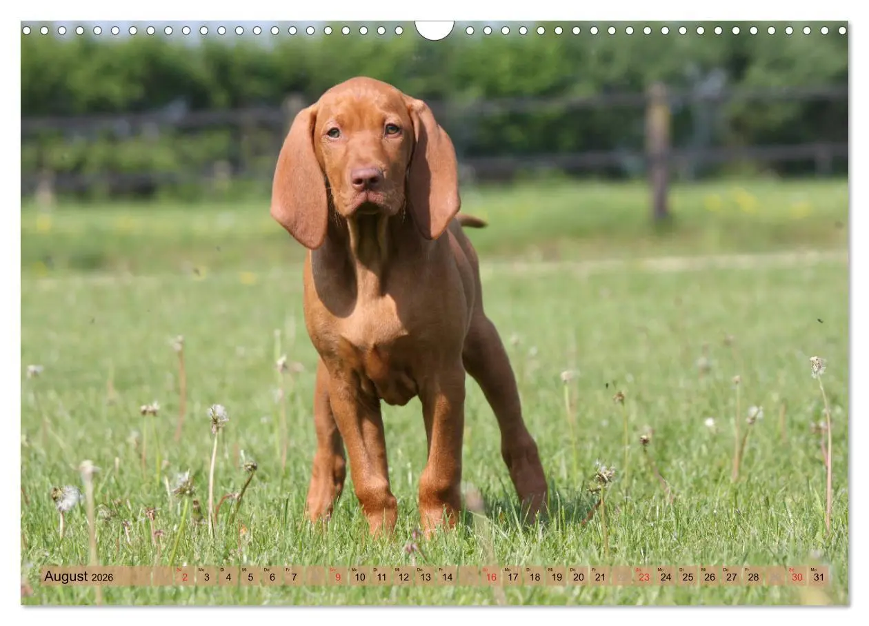 Bild: 9783516188011 | Magyar Vizsla - Vielseitiger Jagdhund mit Familienanschluss...