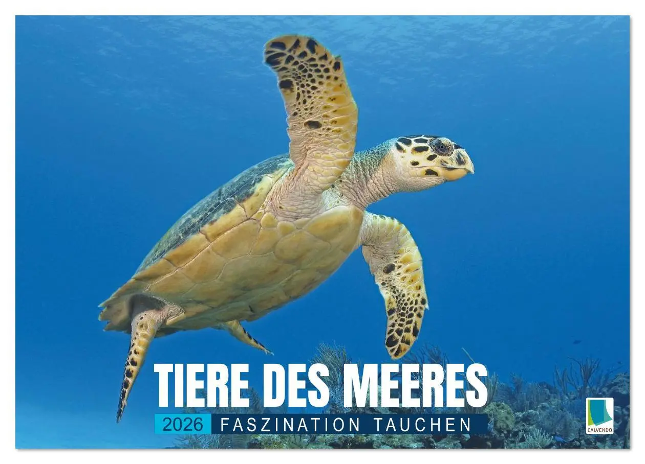 Cover: 9783516638011 | Tiere des Meeres: Faszination Tauchen (Wandkalender 2026 DIN A3...