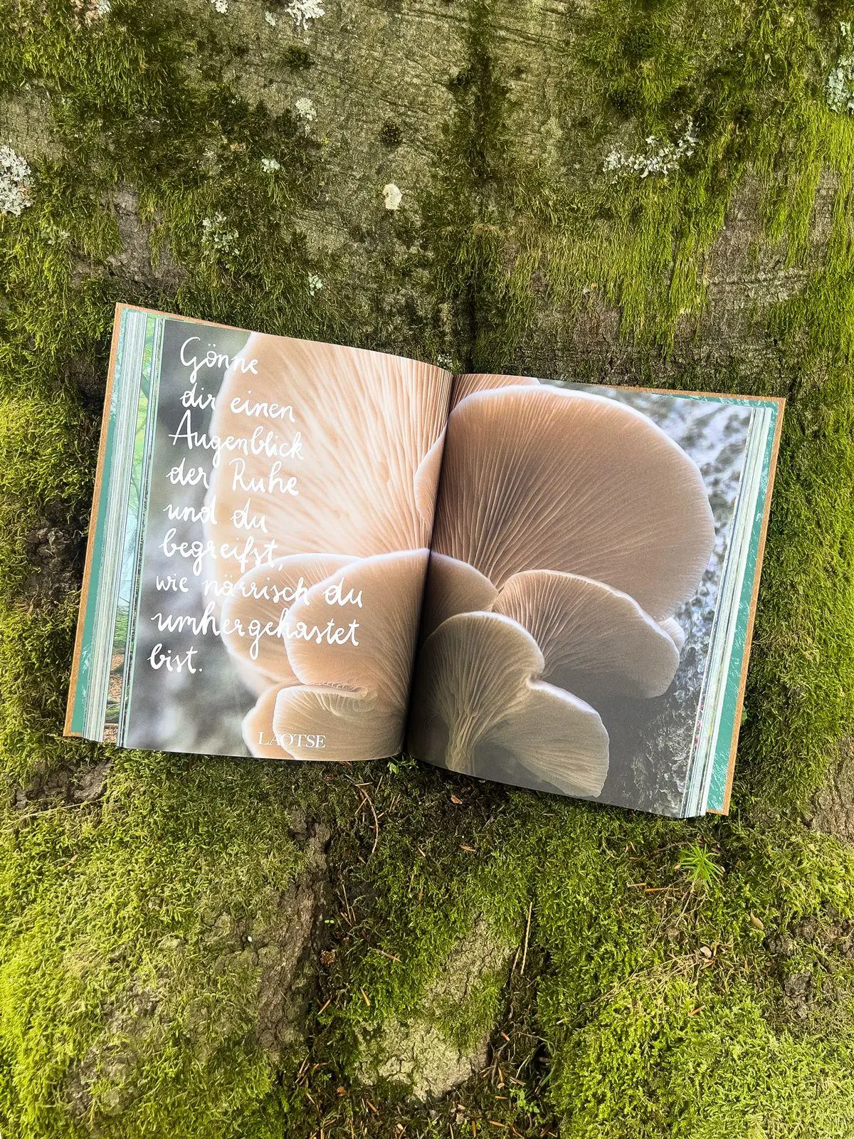 Bild: 9783911408011 | THE WOODS | Pia Franziska Kraus | Buch | 304 S. | Deutsch | 2025