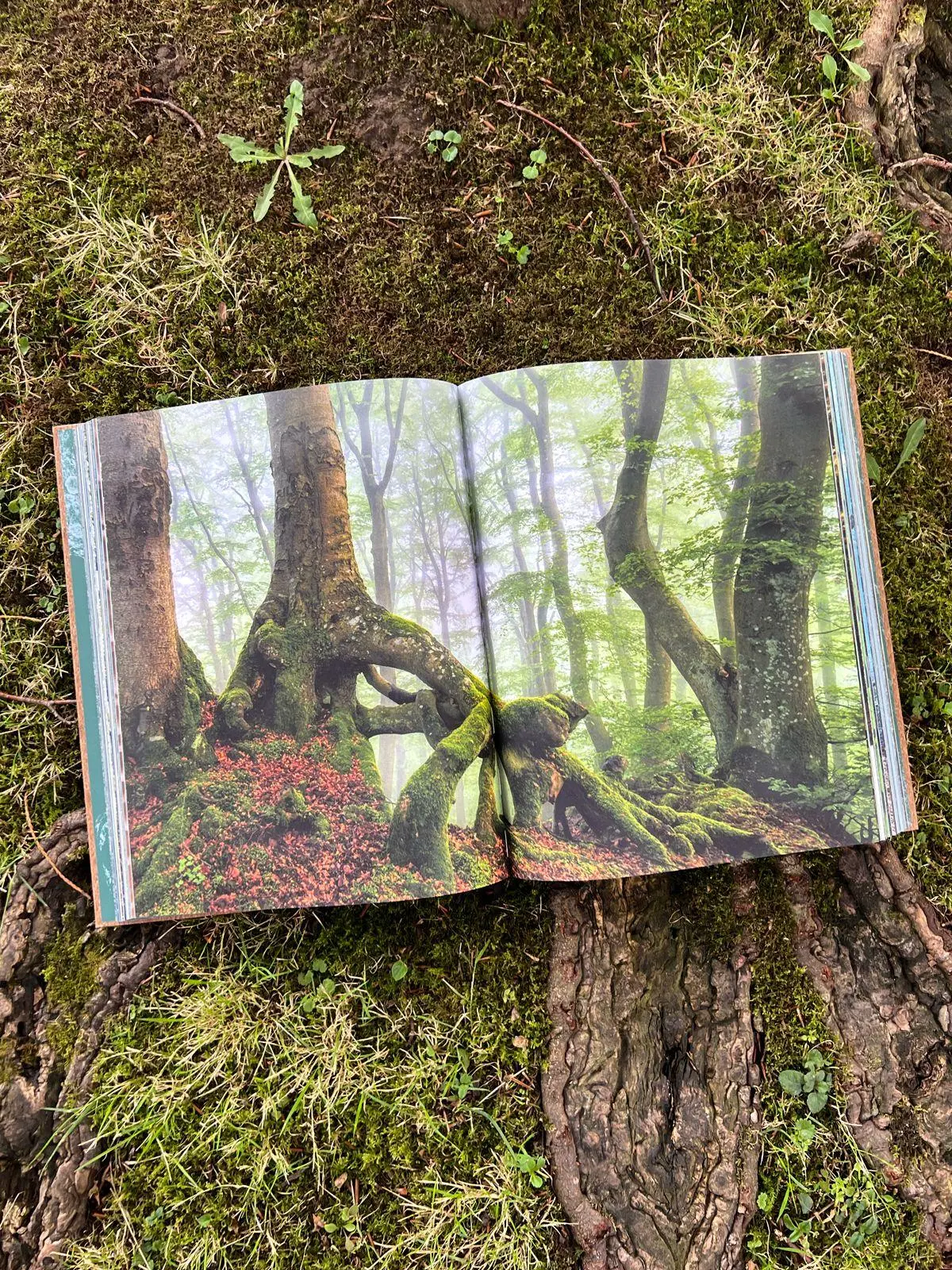 Bild: 9783911408011 | THE WOODS | Pia Franziska Kraus | Buch | 304 S. | Deutsch | 2025