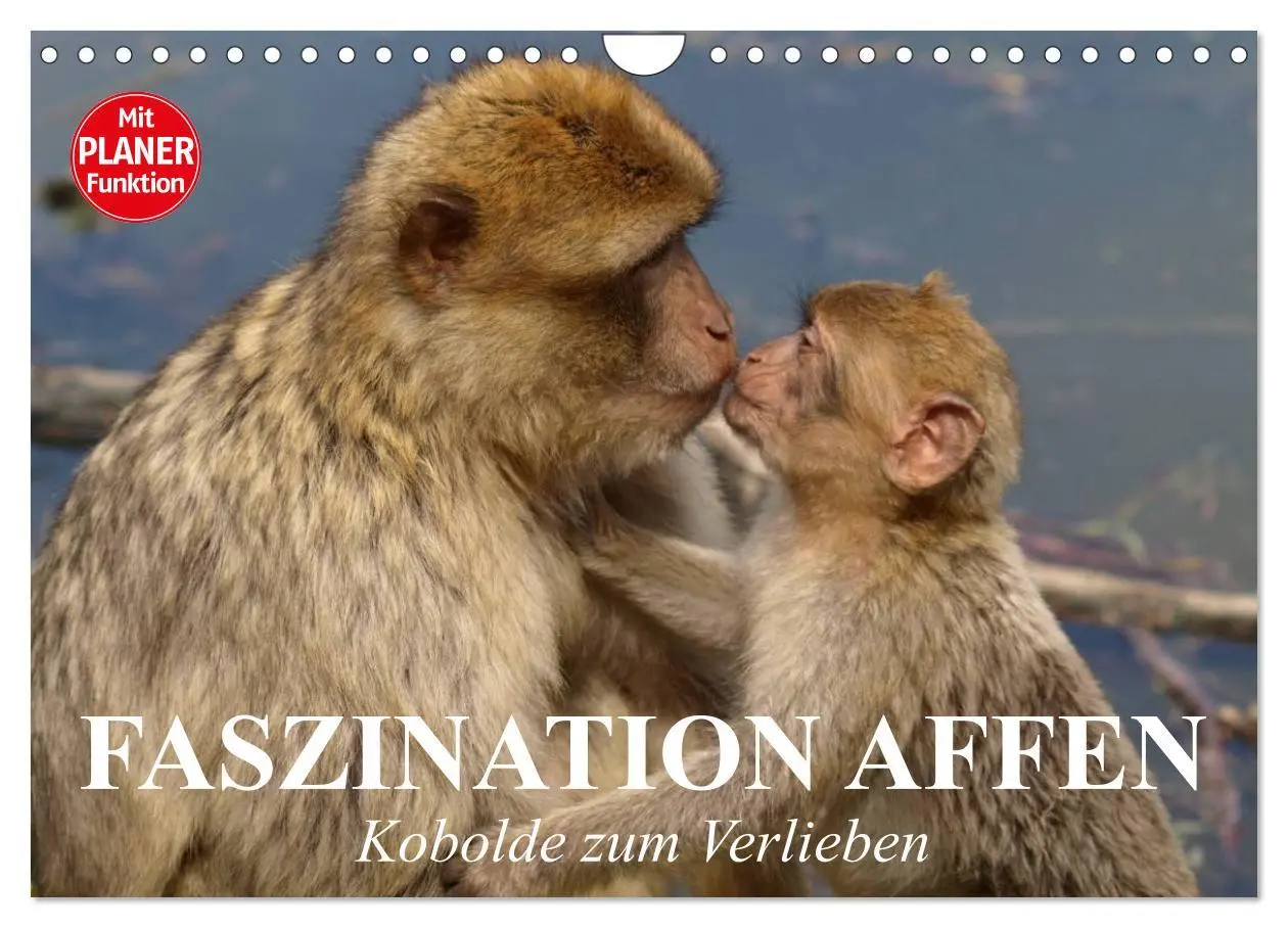 Cover: 9783457998311 | Faszination Affen. Kobolde zum Verlieben (Wandkalender 2026 DIN A4...