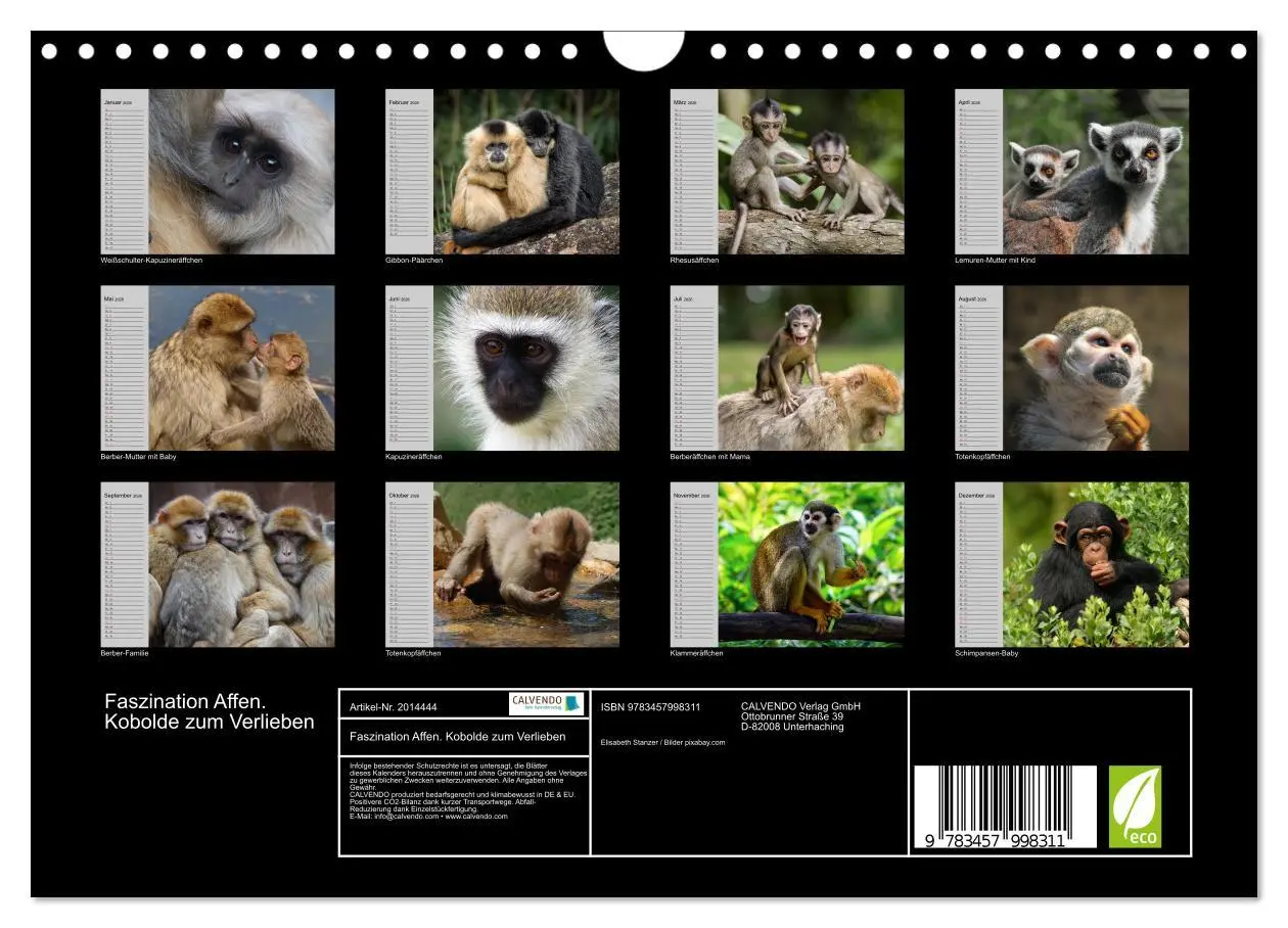 Bild: 9783457998311 | Faszination Affen. Kobolde zum Verlieben (Wandkalender 2026 DIN A4...