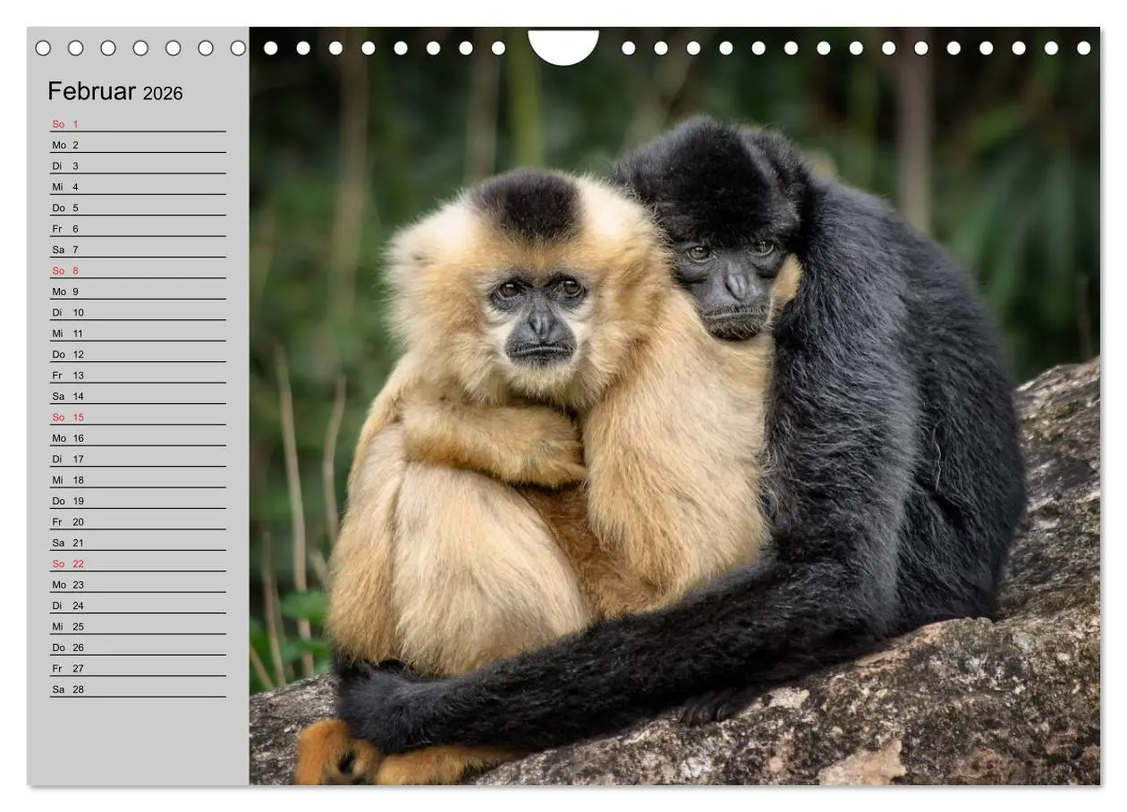 Bild: 9783457998311 | Faszination Affen. Kobolde zum Verlieben (Wandkalender 2026 DIN A4...