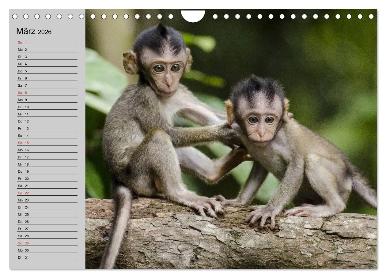 Bild: 9783457998311 | Faszination Affen. Kobolde zum Verlieben (Wandkalender 2026 DIN A4...