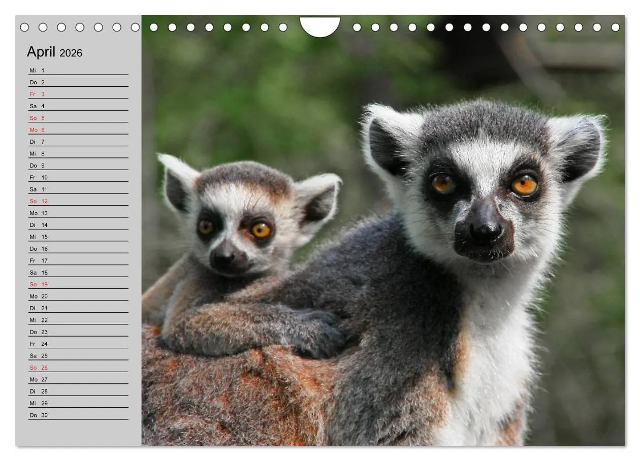 Bild: 9783457998311 | Faszination Affen. Kobolde zum Verlieben (Wandkalender 2026 DIN A4...