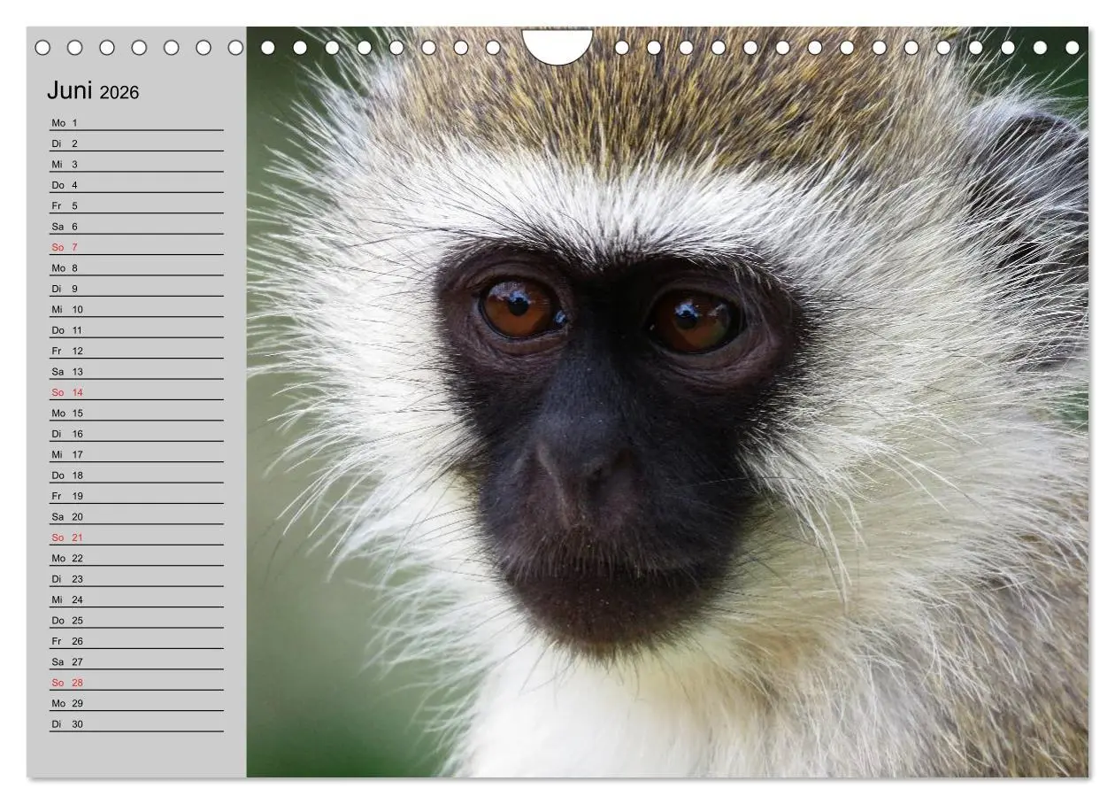 Bild: 9783457998311 | Faszination Affen. Kobolde zum Verlieben (Wandkalender 2026 DIN A4...