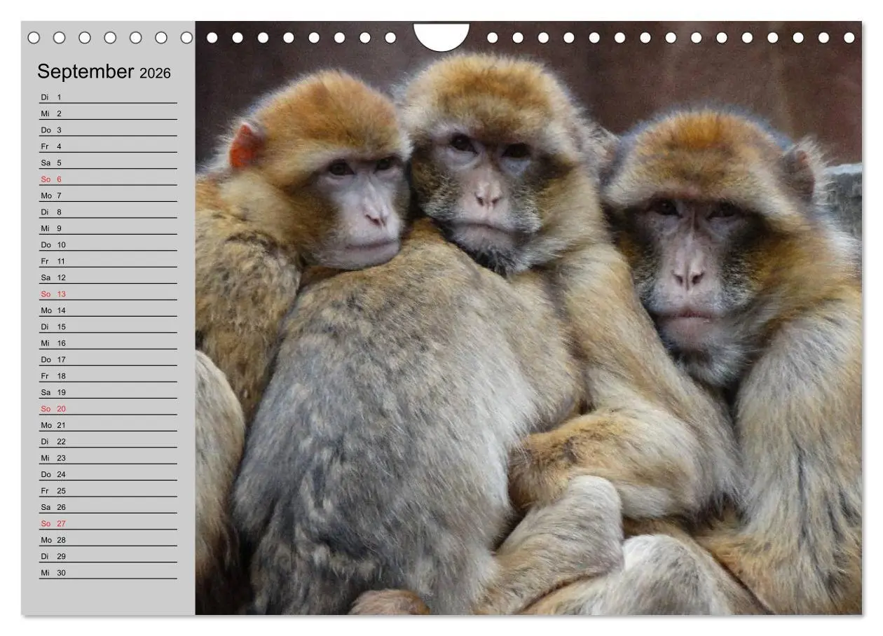 Bild: 9783457998311 | Faszination Affen. Kobolde zum Verlieben (Wandkalender 2026 DIN A4...