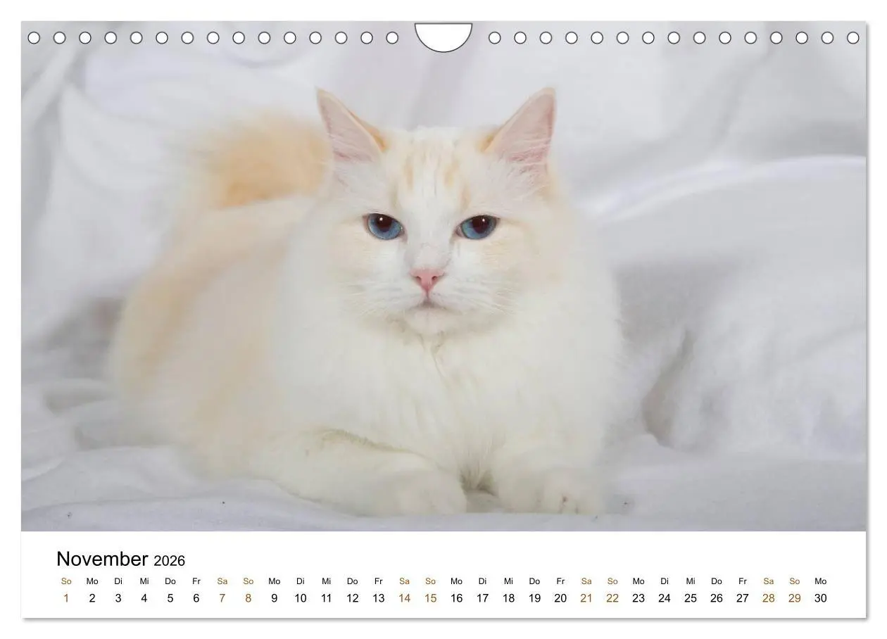 Bild: 9783516158311 | Ragdolls (Wandkalender 2026 DIN A4 quer), CALVENDO Monatskalender