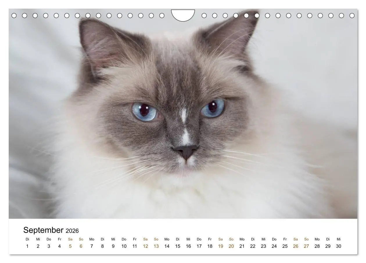 Bild: 9783516158311 | Ragdolls (Wandkalender 2026 DIN A4 quer), CALVENDO Monatskalender