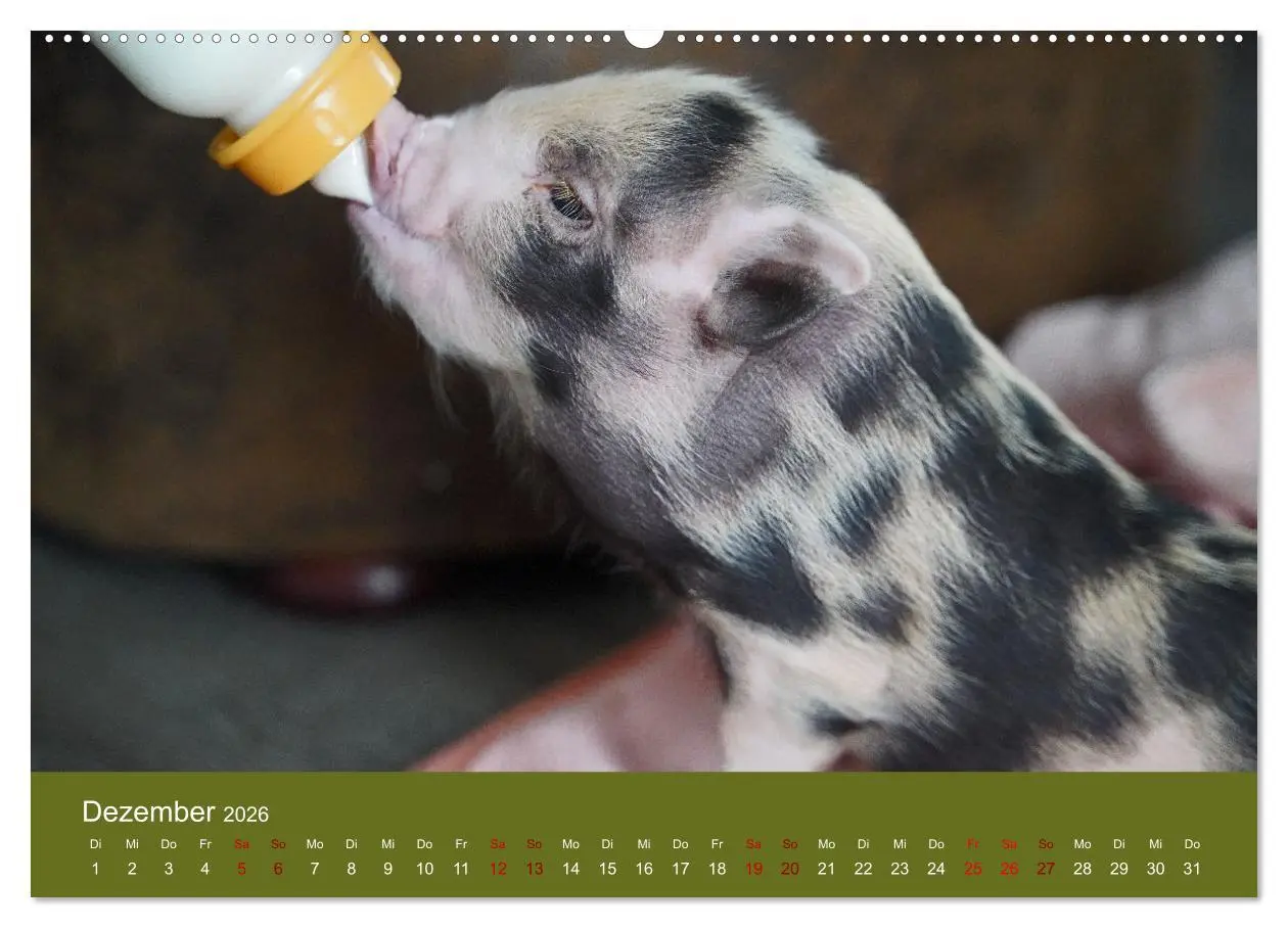 Bild: 9783457588611 | Faszination Minischweine (hochwertiger Premium Wandkalender 2026...
