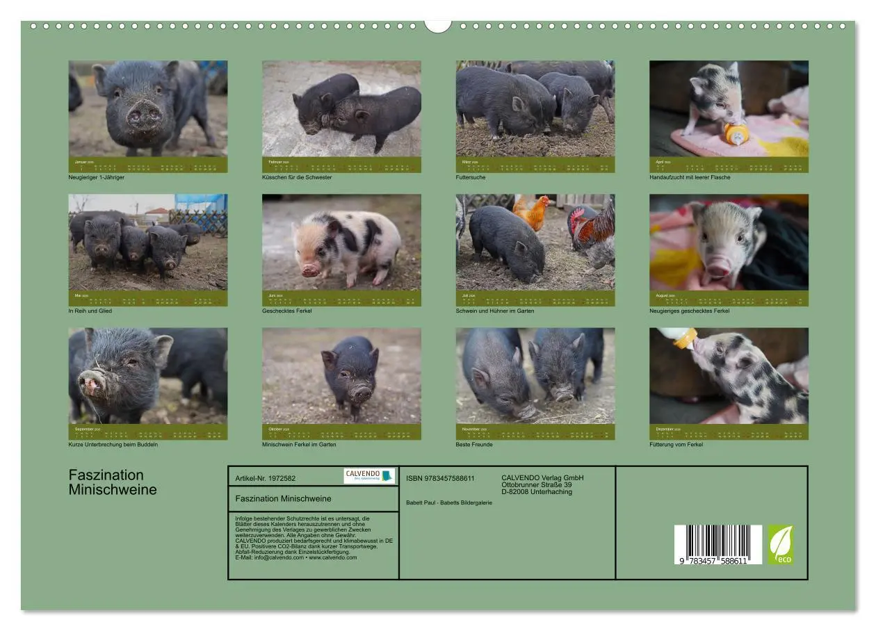 Bild: 9783457588611 | Faszination Minischweine (hochwertiger Premium Wandkalender 2026...