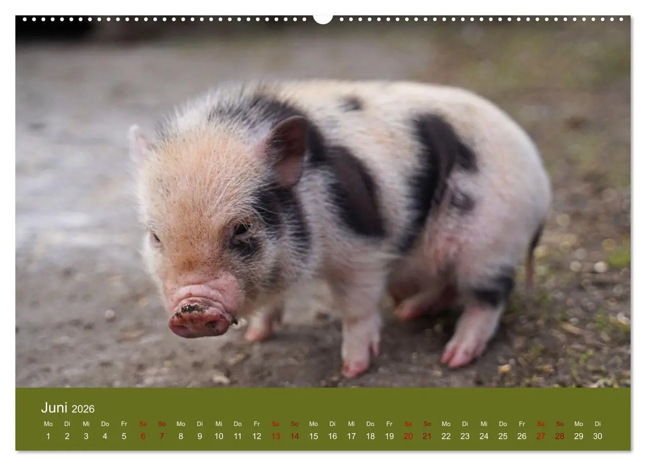 Bild: 9783457588611 | Faszination Minischweine (hochwertiger Premium Wandkalender 2026...