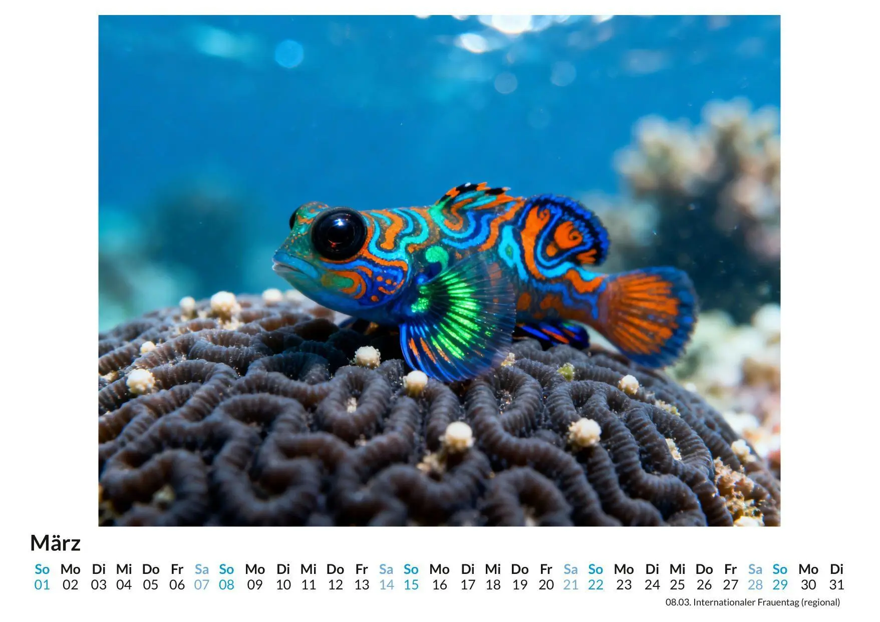 Bild: 9783695328611 | Unterwasserwelten | Emil Lang | Kalender | Deutsch | 2026 | FlipFlop