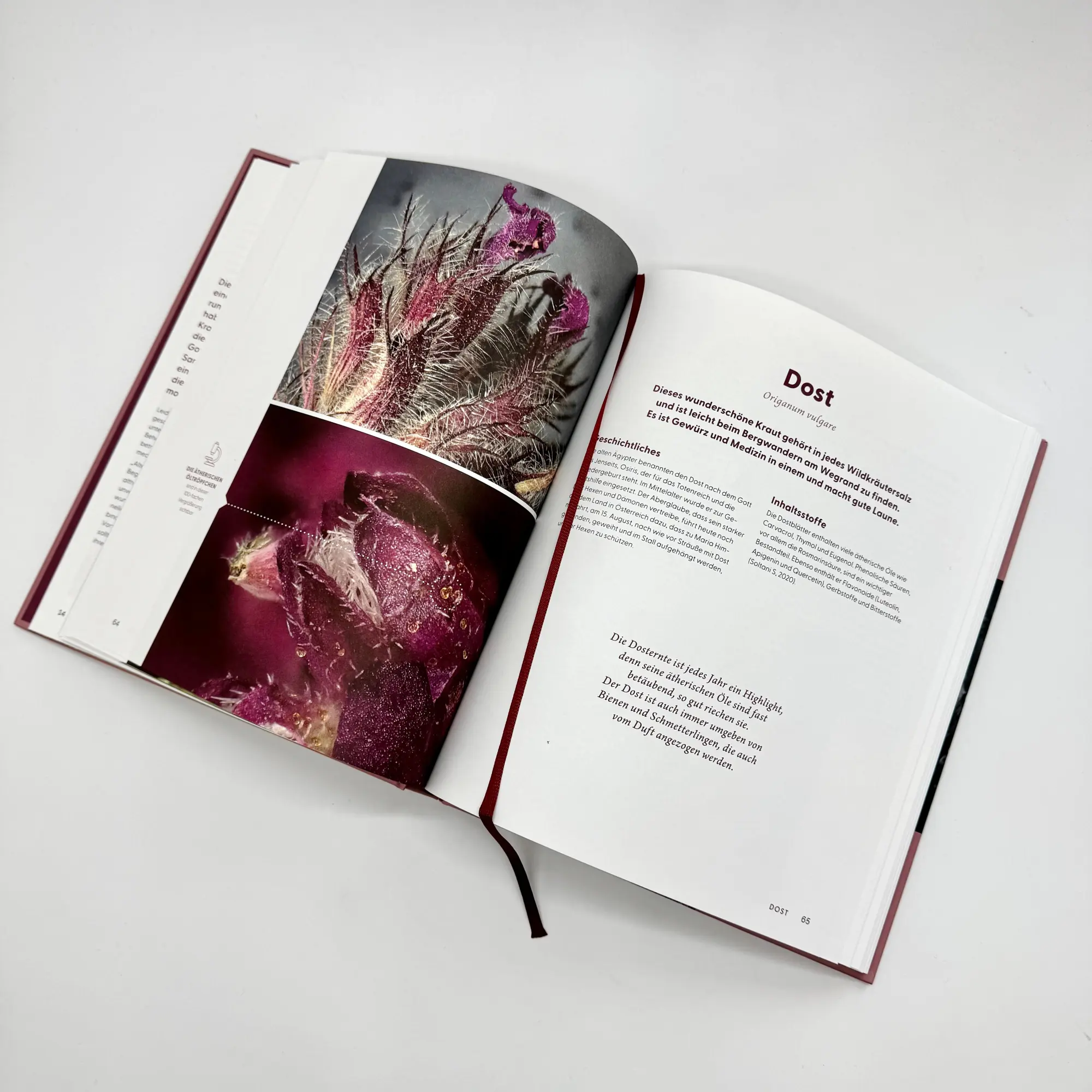 Bild: 9783708808611 | Wie Wildkräuter wirken | Renée Schroeder | Buch | 256 S. | Deutsch
