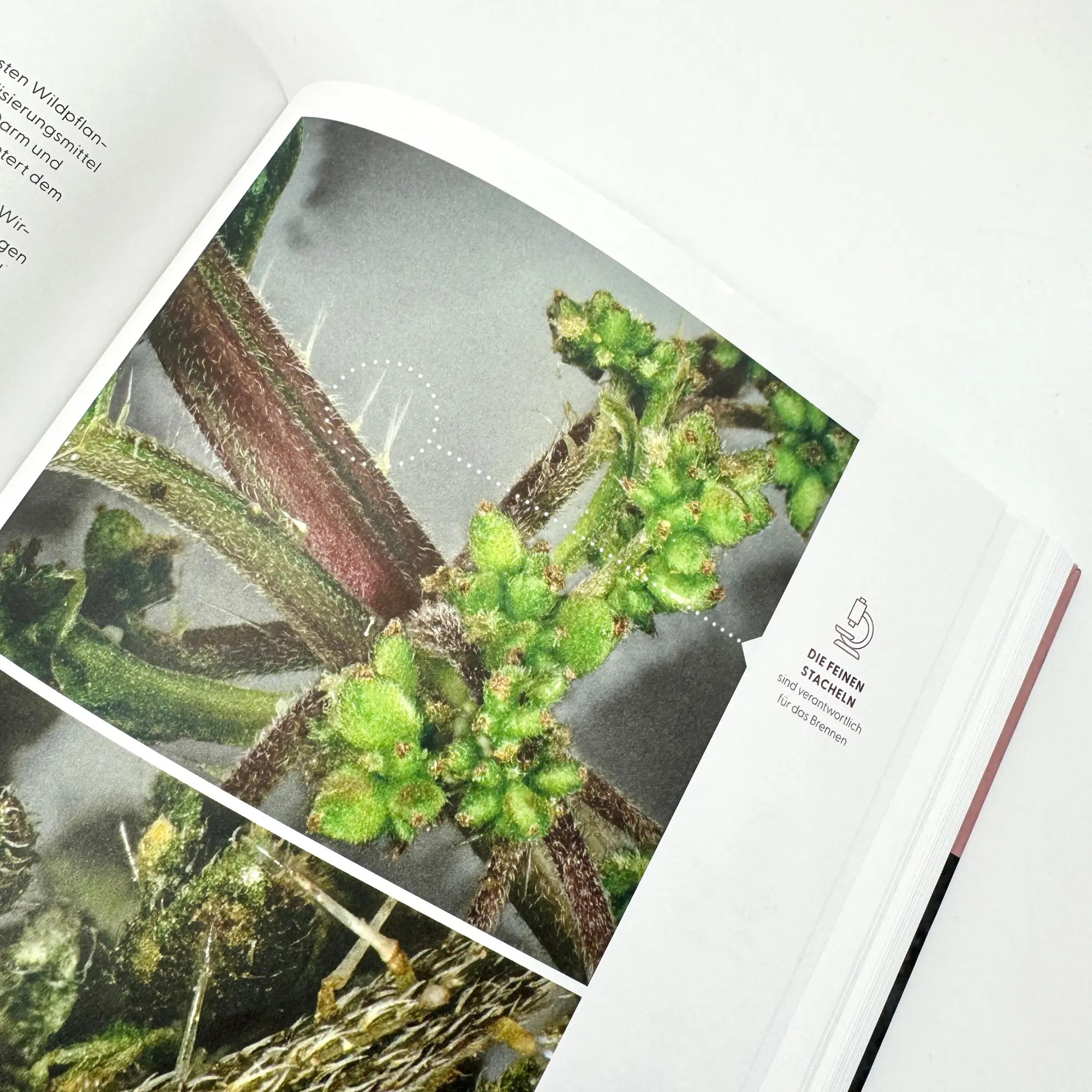 Bild: 9783708808611 | Wie Wildkräuter wirken | Renée Schroeder | Buch | 256 S. | Deutsch