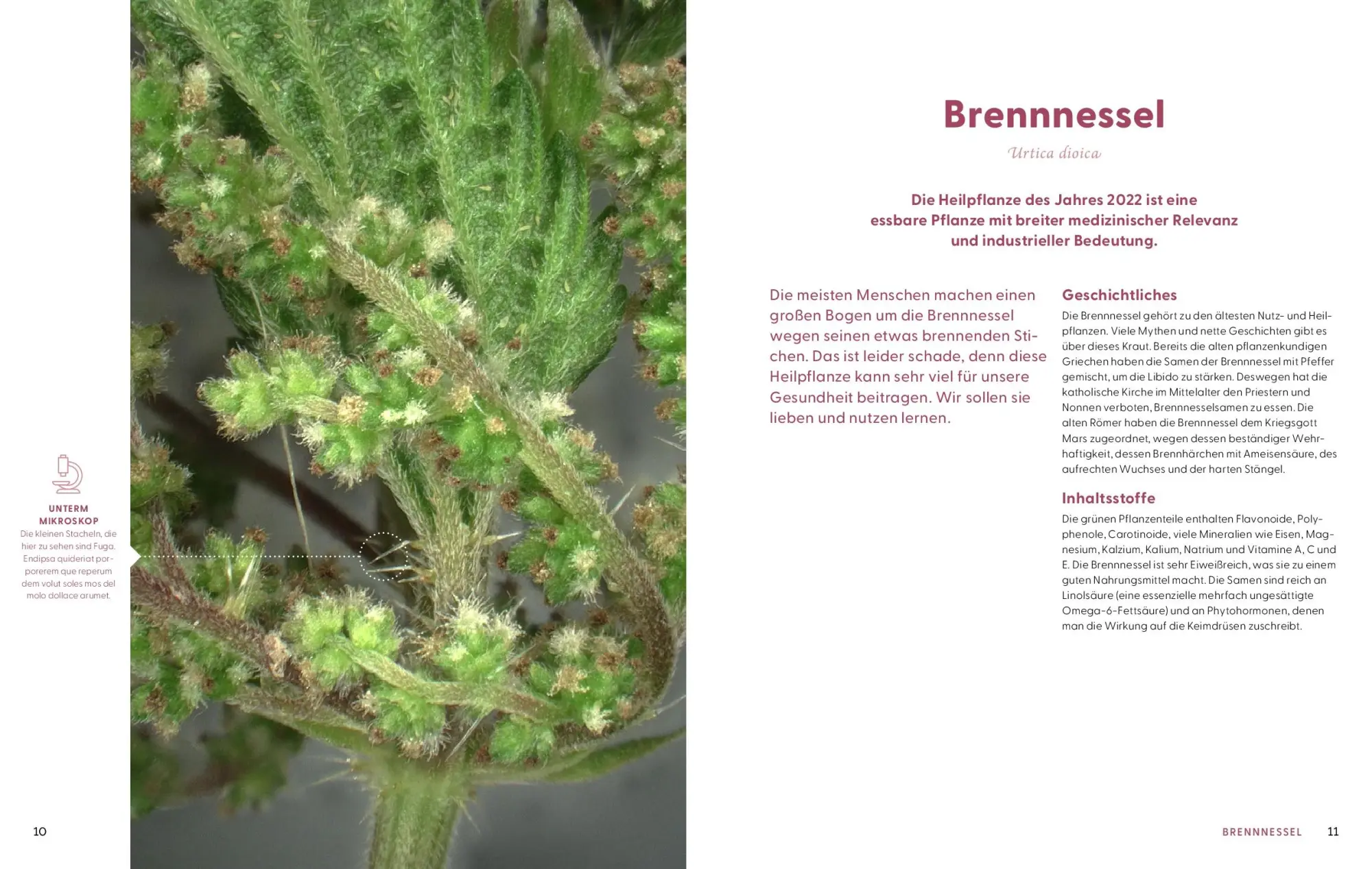 Bild: 9783708808611 | Wie Wildkräuter wirken | Renée Schroeder | Buch | 256 S. | Deutsch