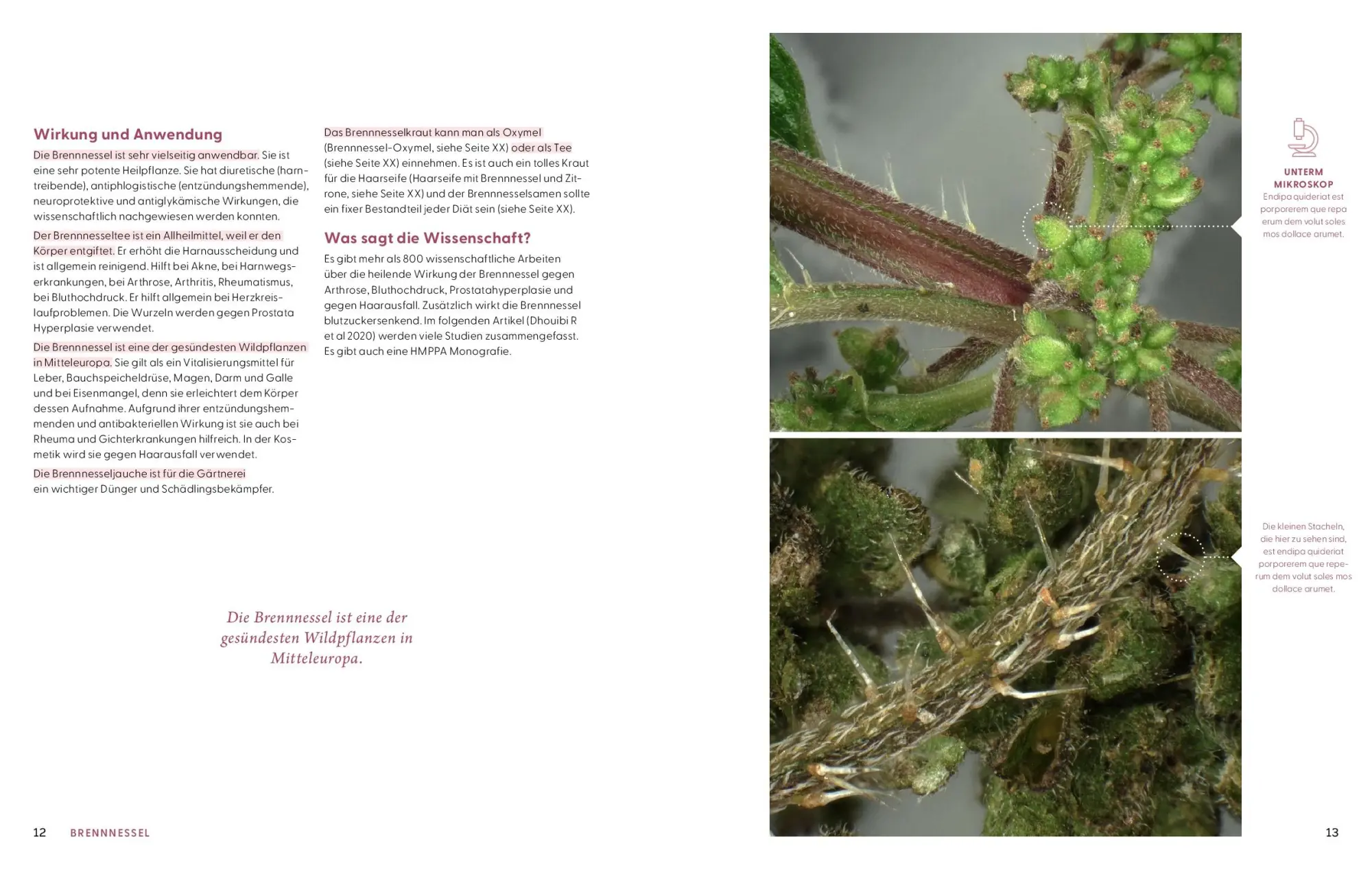 Bild: 9783708808611 | Wie Wildkräuter wirken | Renée Schroeder | Buch | 256 S. | Deutsch