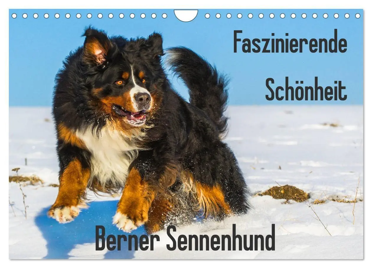 Cover: 9783569808911 | Faszinierende Schönheit Berner Sennenhund (Wandkalender 2027 DIN A4...