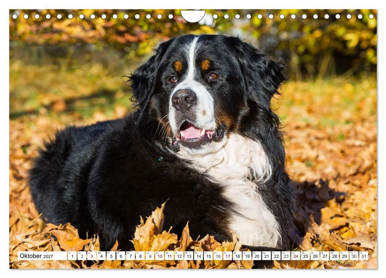 Bild: 9783569808911 | Faszinierende Schönheit Berner Sennenhund (Wandkalender 2027 DIN A4...