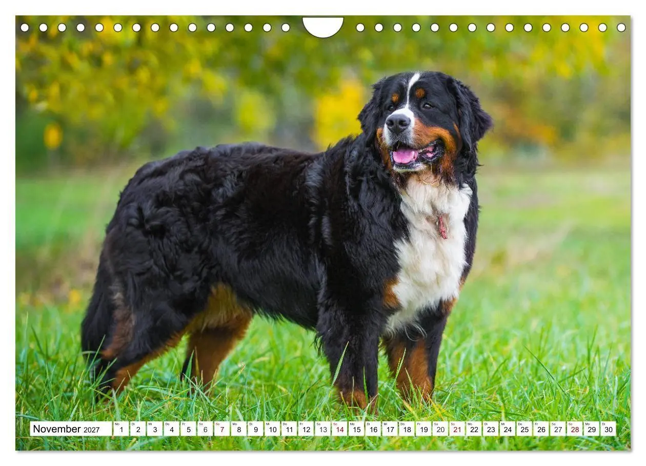 Bild: 9783569808911 | Faszinierende Schönheit Berner Sennenhund (Wandkalender 2027 DIN A4...