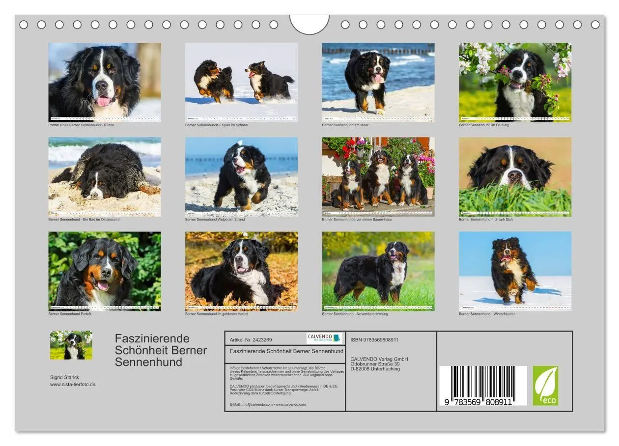 Bild: 9783569808911 | Faszinierende Schönheit Berner Sennenhund (Wandkalender 2027 DIN A4...