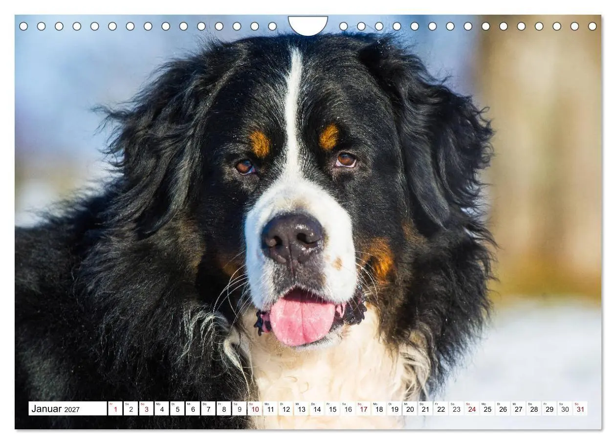Bild: 9783569808911 | Faszinierende Schönheit Berner Sennenhund (Wandkalender 2027 DIN A4...