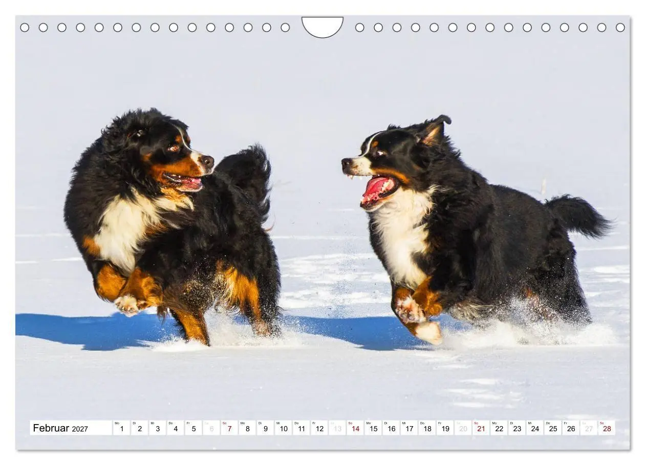 Bild: 9783569808911 | Faszinierende Schönheit Berner Sennenhund (Wandkalender 2027 DIN A4...
