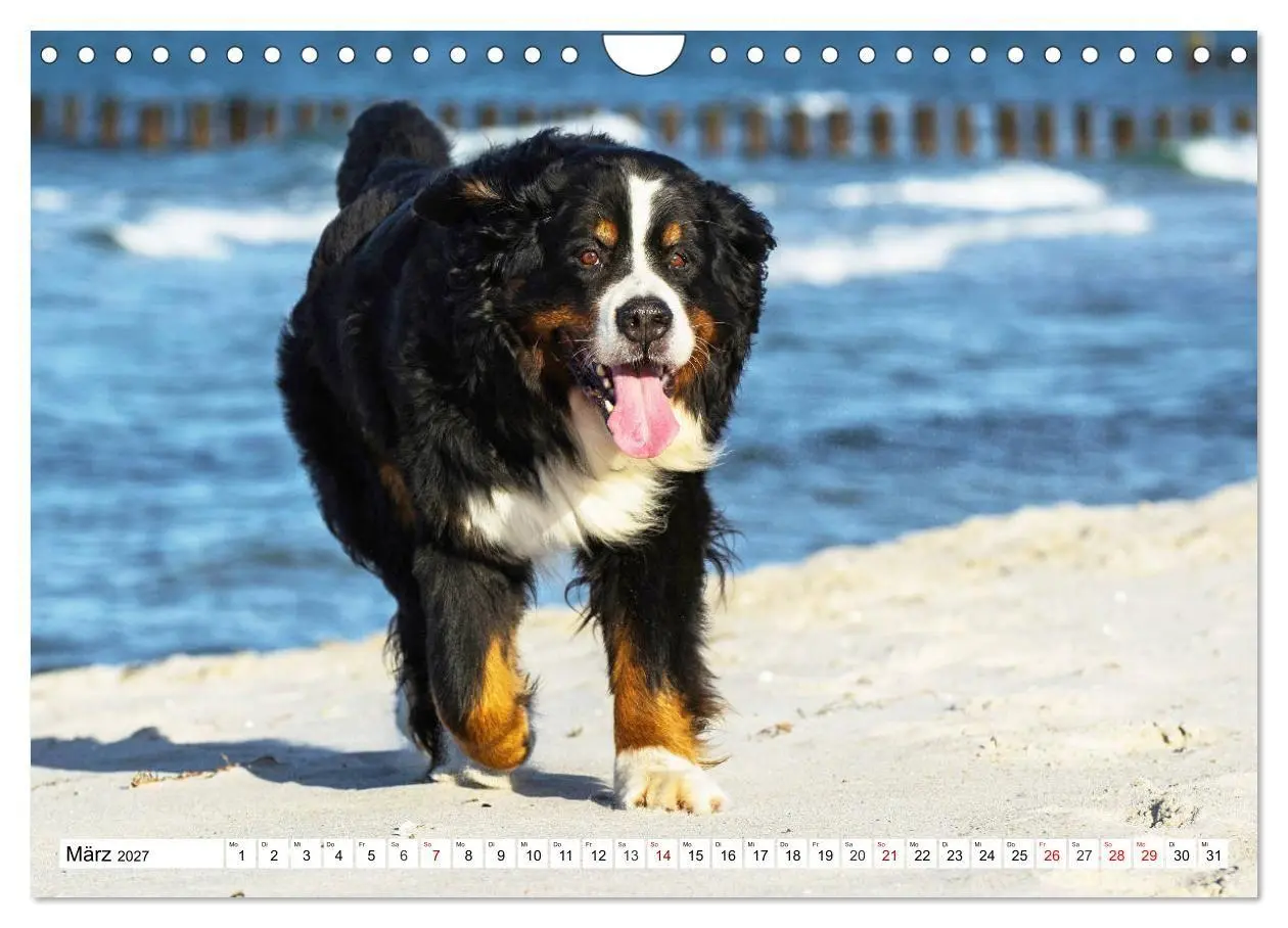 Bild: 9783569808911 | Faszinierende Schönheit Berner Sennenhund (Wandkalender 2027 DIN A4...