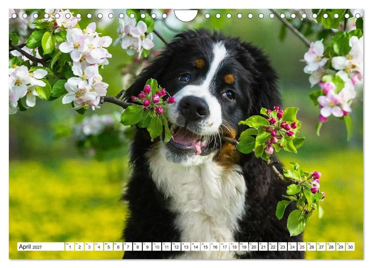 Bild: 9783569808911 | Faszinierende Schönheit Berner Sennenhund (Wandkalender 2027 DIN A4...