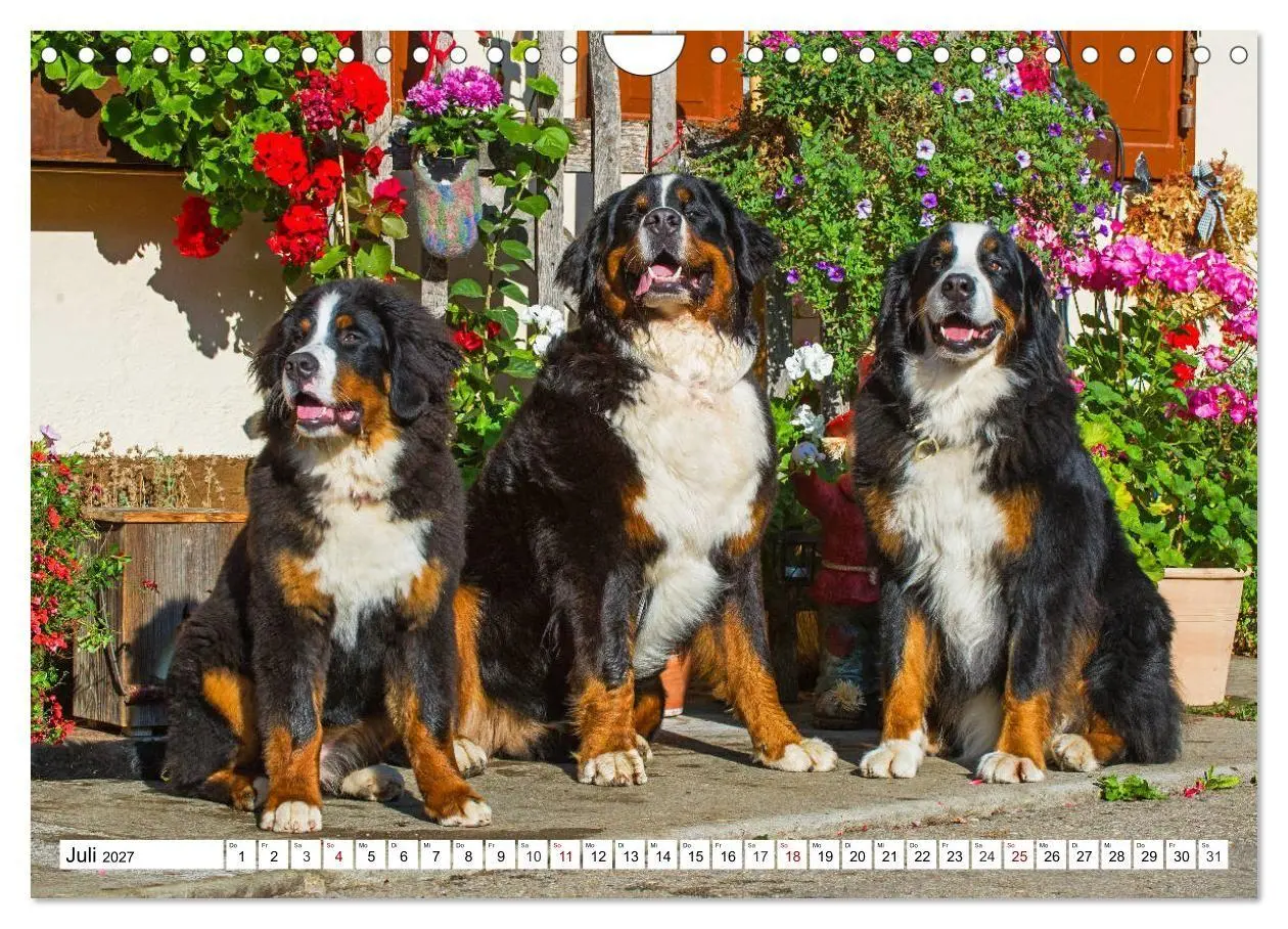 Bild: 9783569808911 | Faszinierende Schönheit Berner Sennenhund (Wandkalender 2027 DIN A4...