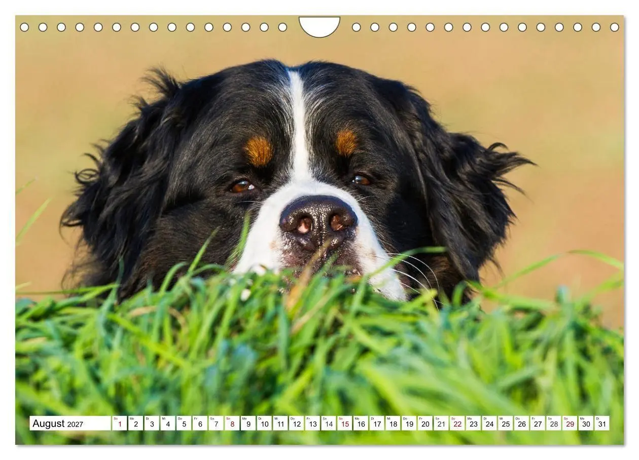 Bild: 9783569808911 | Faszinierende Schönheit Berner Sennenhund (Wandkalender 2027 DIN A4...