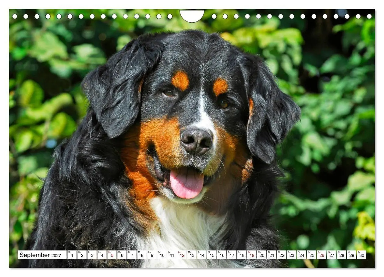Bild: 9783569808911 | Faszinierende Schönheit Berner Sennenhund (Wandkalender 2027 DIN A4...