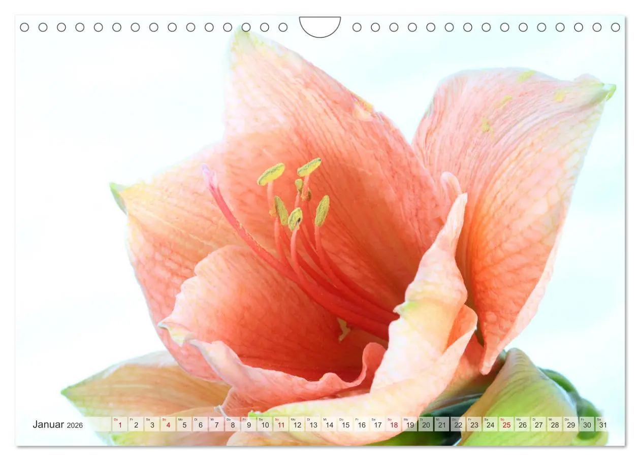 Bild: 9783457829011 | Blumenlust (Wandkalender 2026 DIN A4 quer), CALVENDO Monatskalender