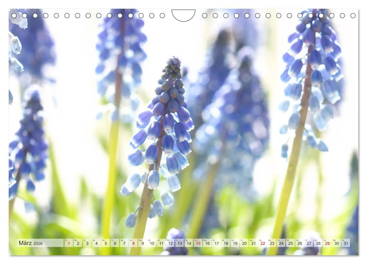 Bild: 9783457829011 | Blumenlust (Wandkalender 2026 DIN A4 quer), CALVENDO Monatskalender