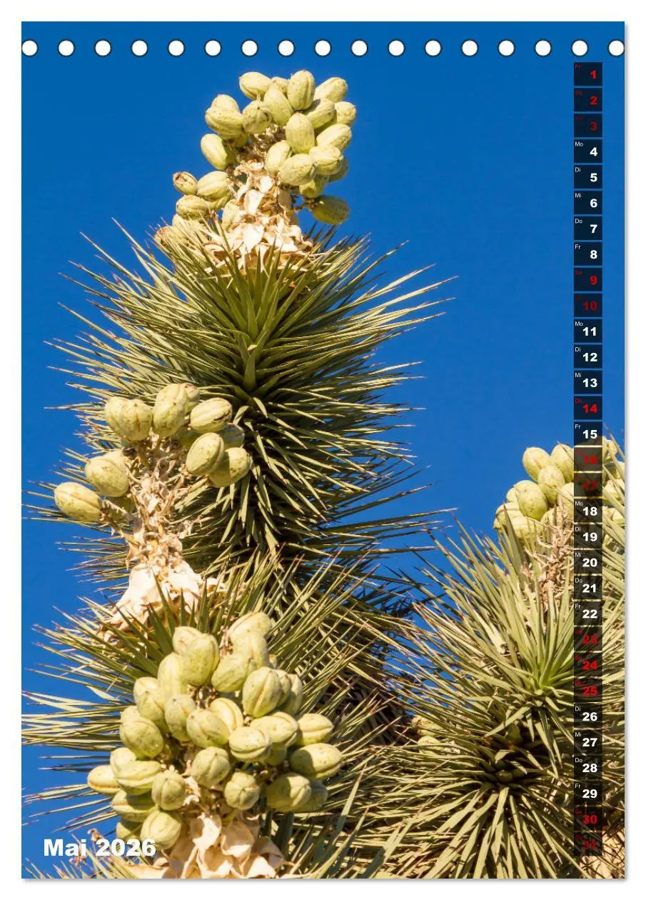 Bild: 9783516389111 | Impressionen aus dem JOSHUA TREE NATIONAL PARK (Tischkalender 2026...