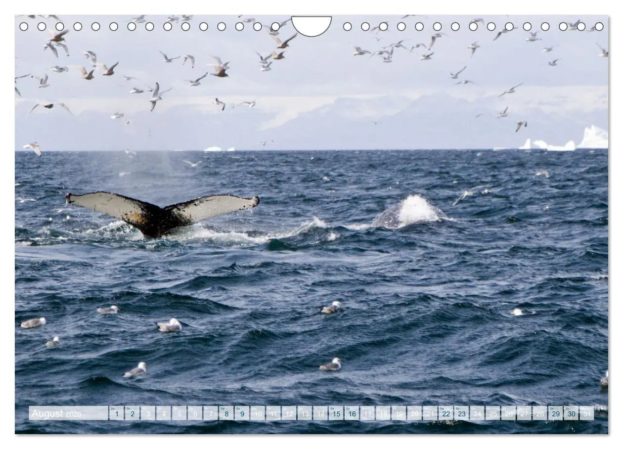 Bild: 9783457359211 | Grönland intensiv (Wandkalender 2026 DIN A4 quer), CALVENDO...