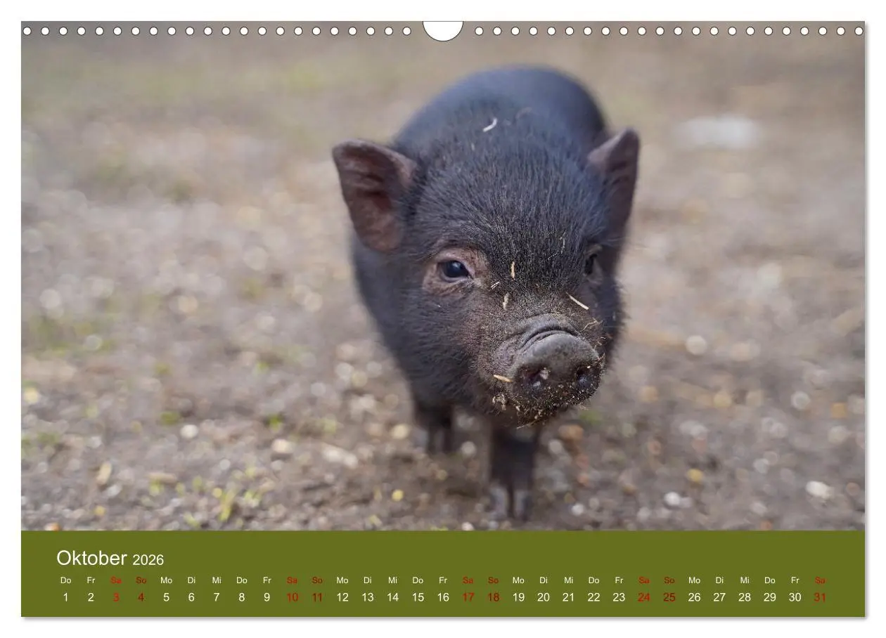 Bild: 9783457589311 | Faszination Minischweine (Wandkalender 2026 DIN A3 quer), CALVENDO...