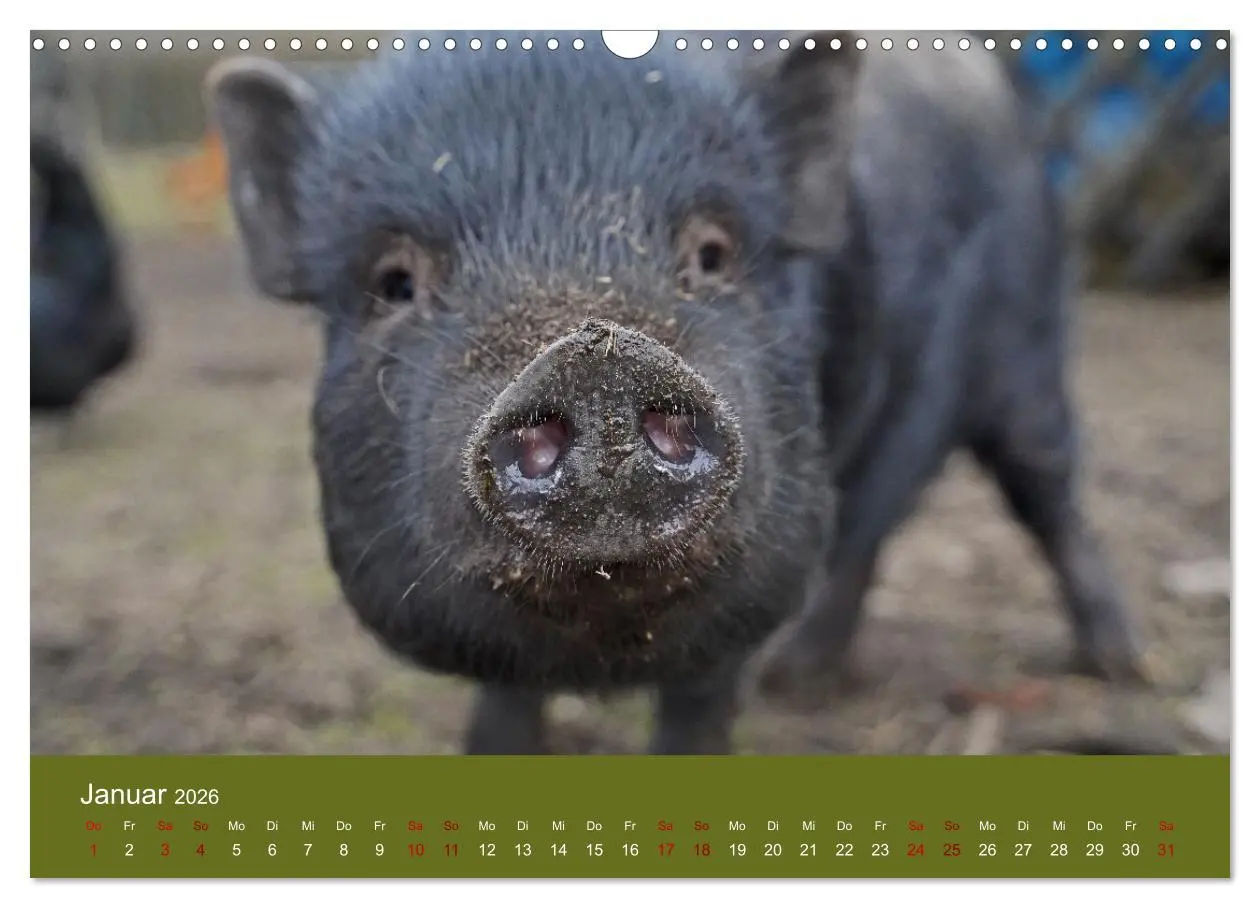 Bild: 9783457589311 | Faszination Minischweine (Wandkalender 2026 DIN A3 quer), CALVENDO...