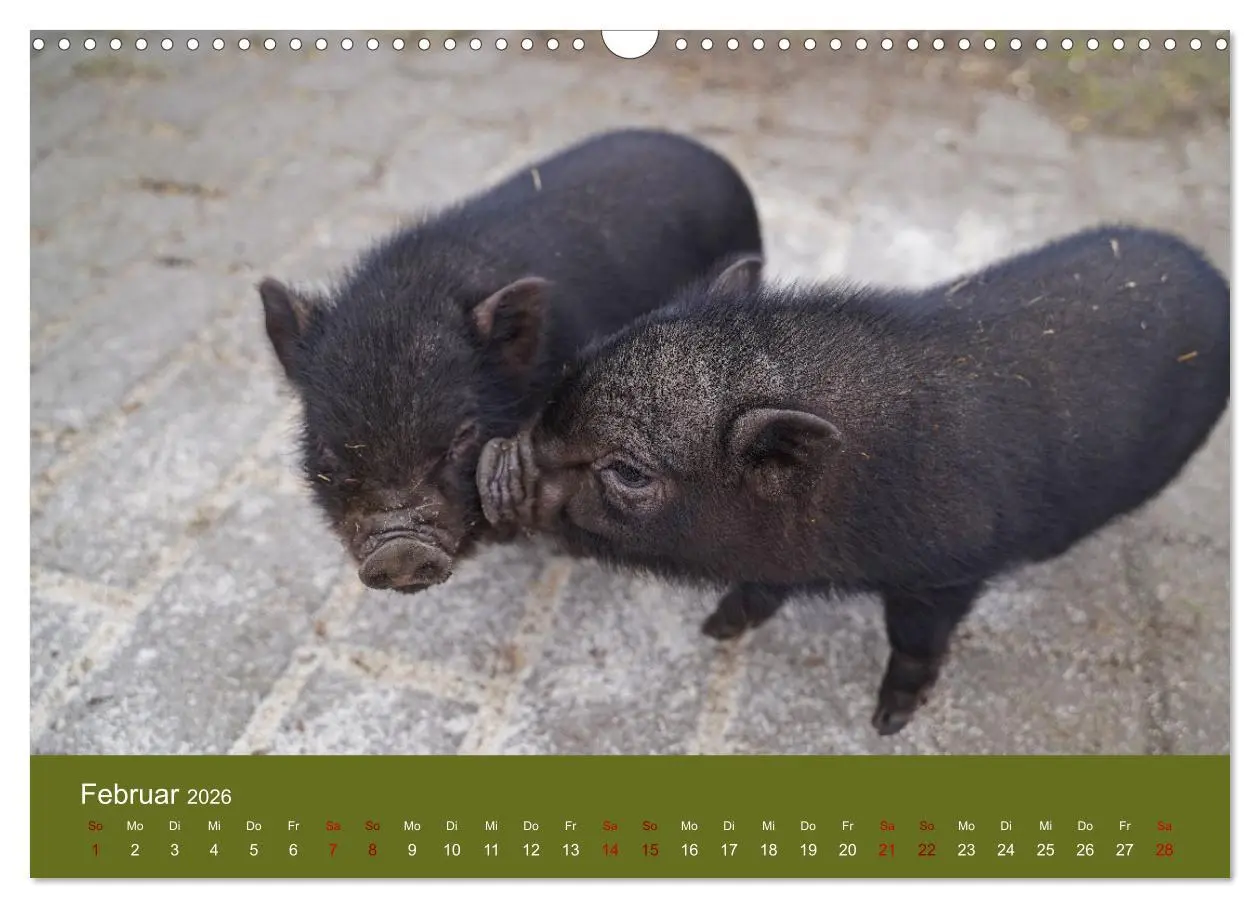 Bild: 9783457589311 | Faszination Minischweine (Wandkalender 2026 DIN A3 quer), CALVENDO...