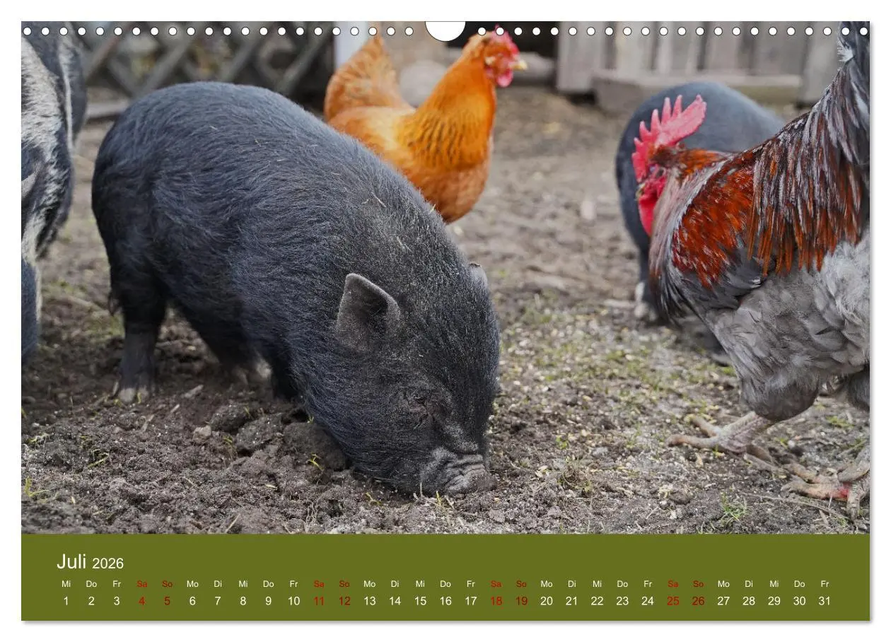 Bild: 9783457589311 | Faszination Minischweine (Wandkalender 2026 DIN A3 quer), CALVENDO...