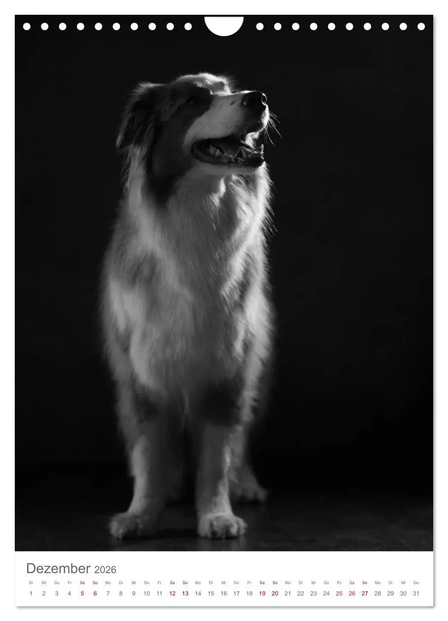 Bild: 9783516419511 | Fine Art Hundeportraits (Wandkalender 2026 DIN A4 hoch), CALVENDO...