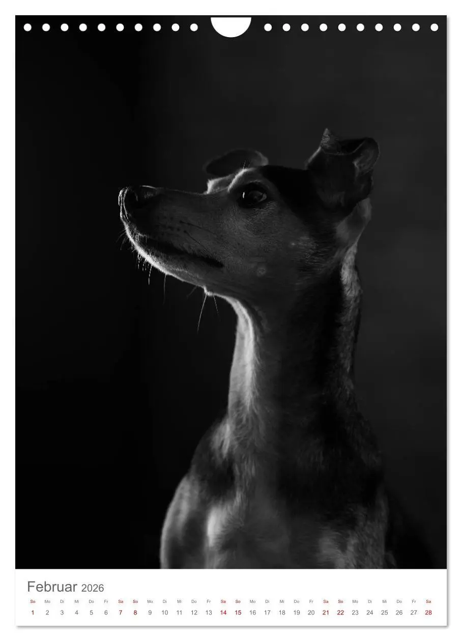 Bild: 9783516419511 | Fine Art Hundeportraits (Wandkalender 2026 DIN A4 hoch), CALVENDO...