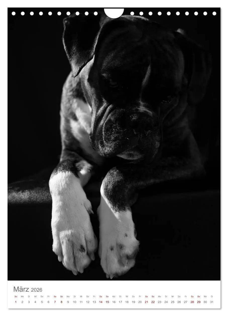Bild: 9783516419511 | Fine Art Hundeportraits (Wandkalender 2026 DIN A4 hoch), CALVENDO...