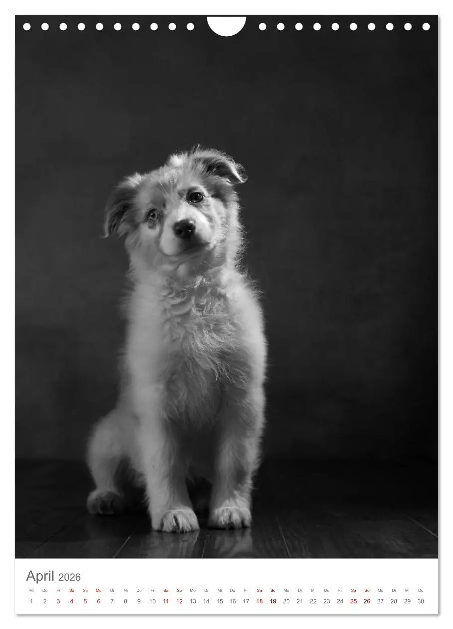 Bild: 9783516419511 | Fine Art Hundeportraits (Wandkalender 2026 DIN A4 hoch), CALVENDO...