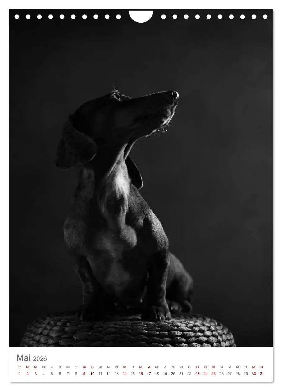 Bild: 9783516419511 | Fine Art Hundeportraits (Wandkalender 2026 DIN A4 hoch), CALVENDO...