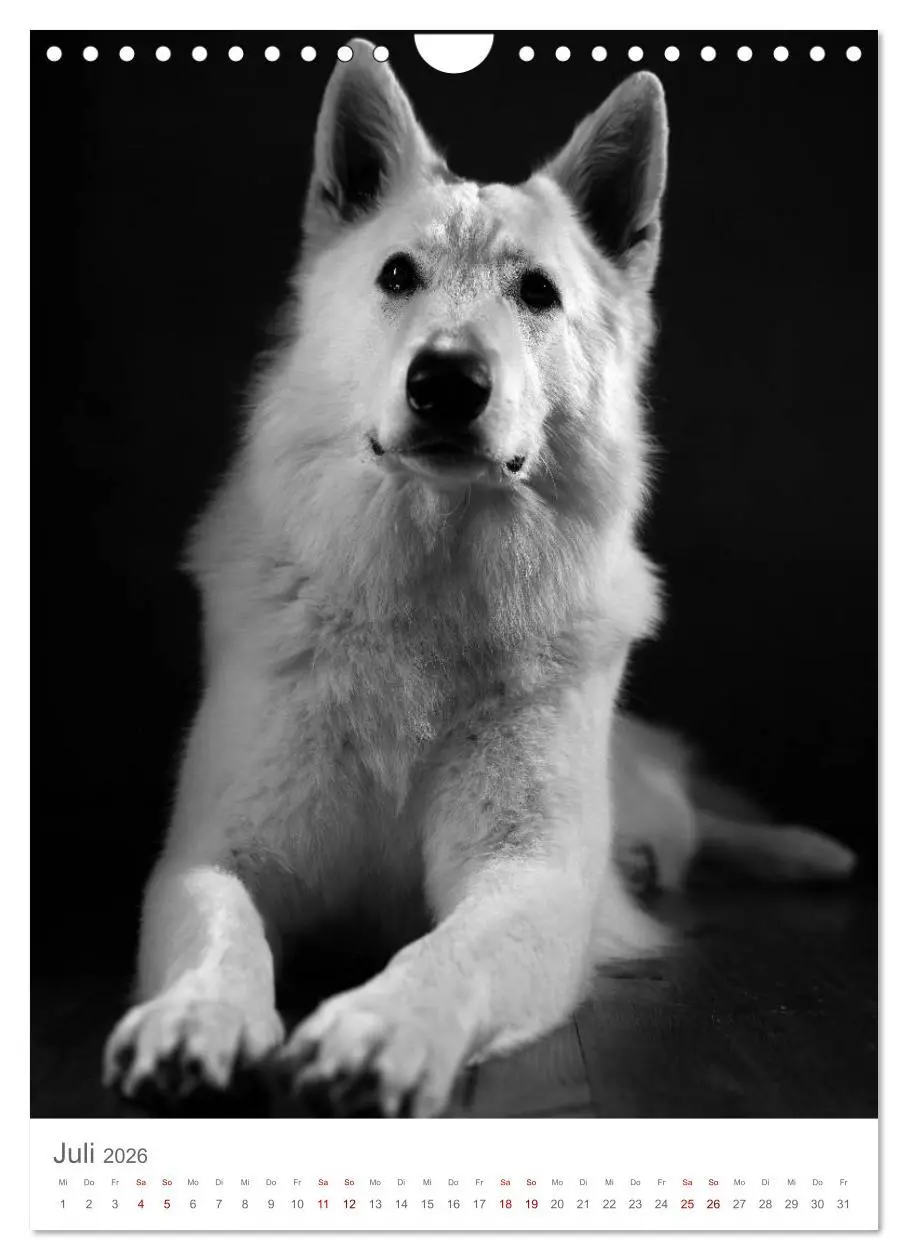 Bild: 9783516419511 | Fine Art Hundeportraits (Wandkalender 2026 DIN A4 hoch), CALVENDO...