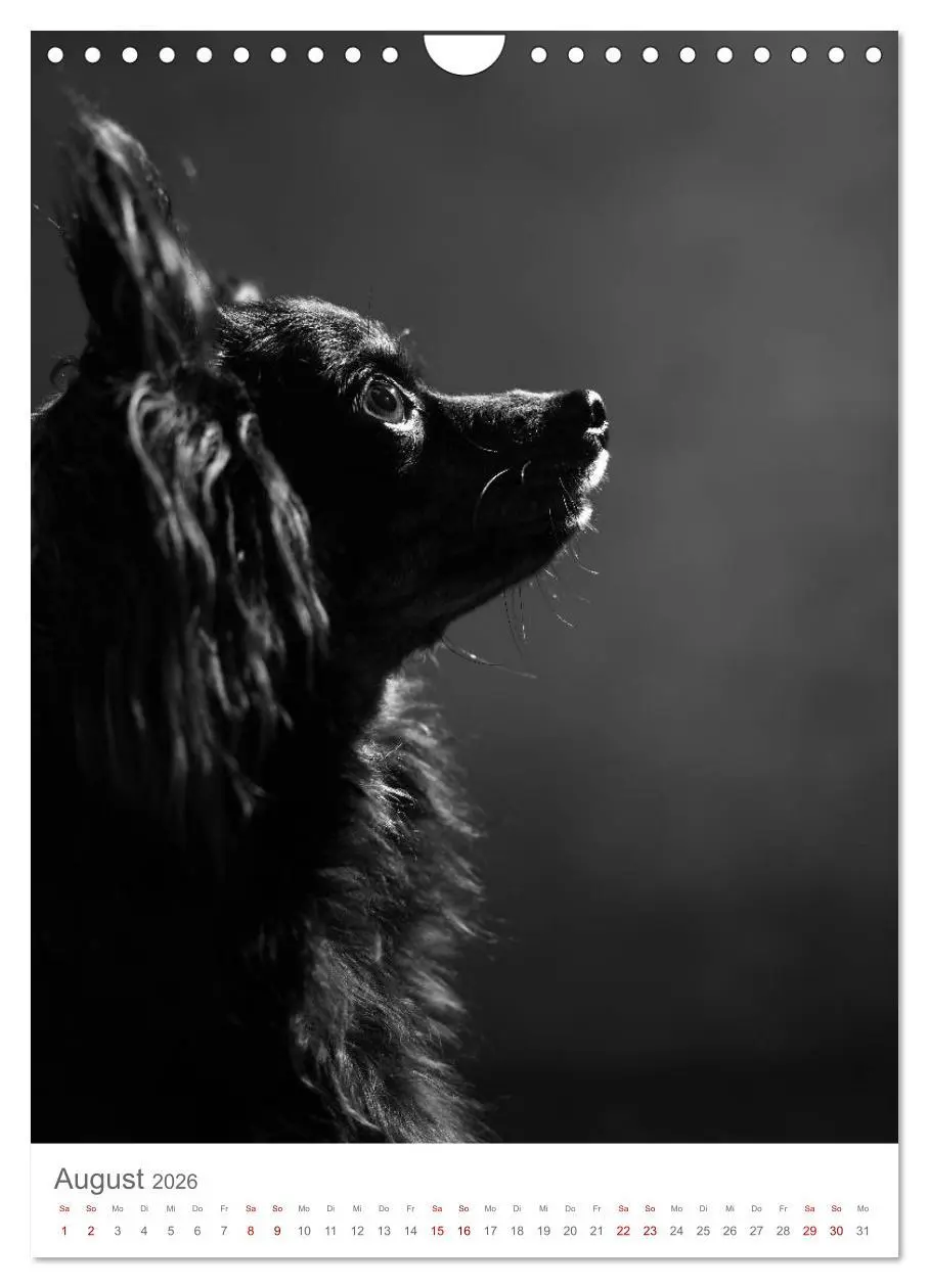 Bild: 9783516419511 | Fine Art Hundeportraits (Wandkalender 2026 DIN A4 hoch), CALVENDO...